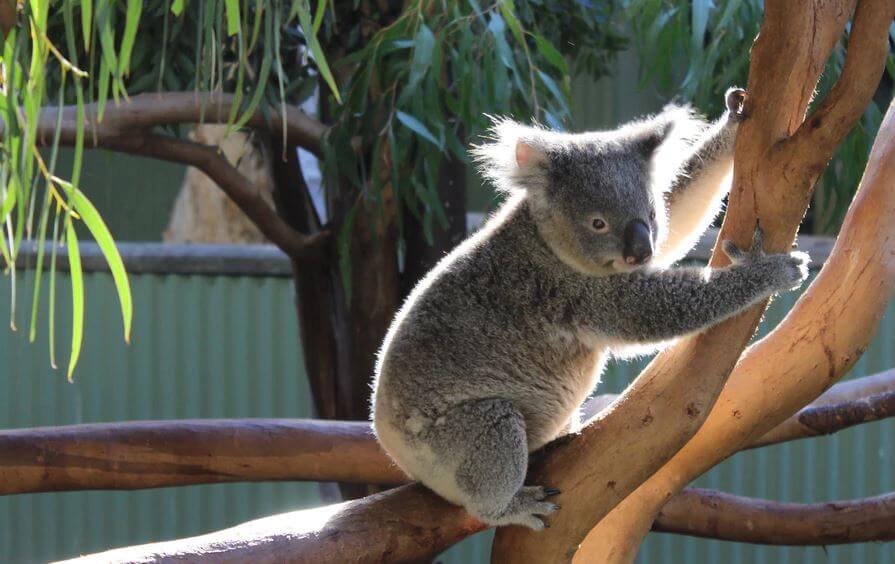 Koala in a tree