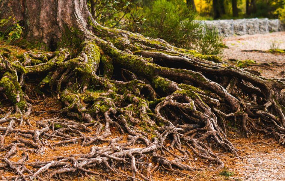 A tree with roots in focus